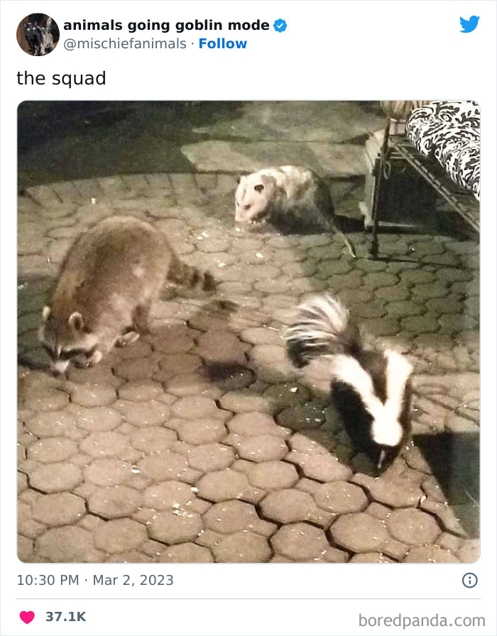 50 Times Animals Acted So Hilariously Devious, They Ended Up Being Shared On The “Animals Going Goblin Mode” Twitter Account (New Pics) 50 Times Animals Acted So Hilariously Devious, They Ended Up Being Shared On The “Animals Going Goblin Mode” Twitter Account (New Pics)