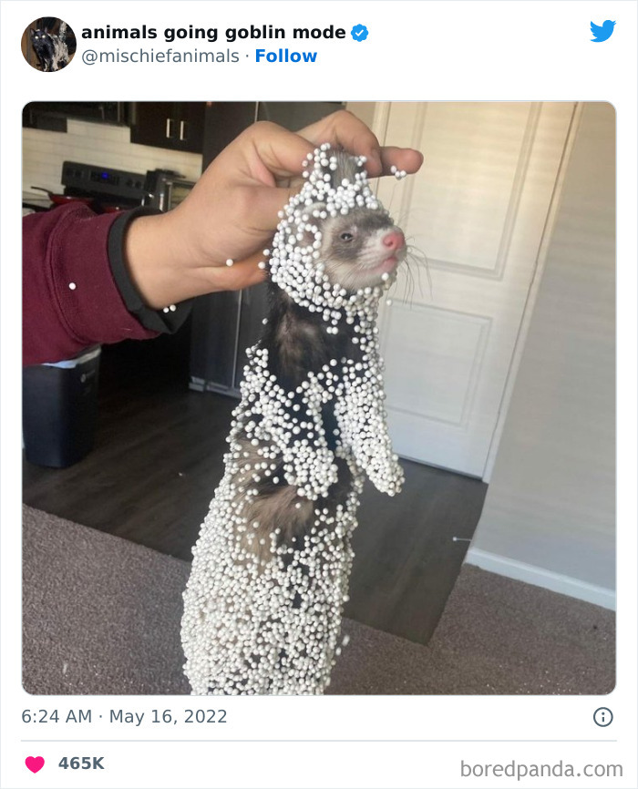 50 Times Animals Acted So Hilariously Devious, They Ended Up Being Shared On The “Animals Going Goblin Mode” Twitter Account (New Pics) 50 Times Animals Acted So Hilariously Devious, They Ended Up Being Shared On The “Animals Going Goblin Mode” Twitter Account (New Pics)