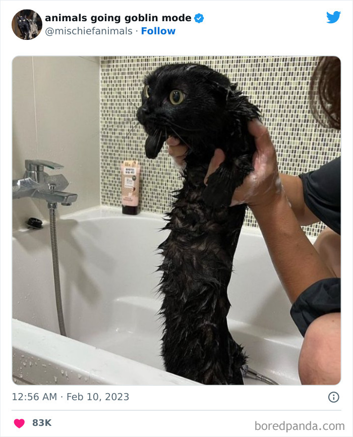 50 Times Animals Acted So Hilariously Devious, They Ended Up Being Shared On The “Animals Going Goblin Mode” Twitter Account (New Pics) 50 Times Animals Acted So Hilariously Devious, They Ended Up Being Shared On The “Animals Going Goblin Mode” Twitter Account (New Pics)