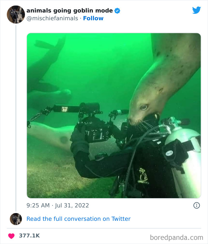 50 Times Animals Acted So Hilariously Devious, They Ended Up Being Shared On The “Animals Going Goblin Mode” Twitter Account (New Pics) 50 Times Animals Acted So Hilariously Devious, They Ended Up Being Shared On The “Animals Going Goblin Mode” Twitter Account (New Pics)
