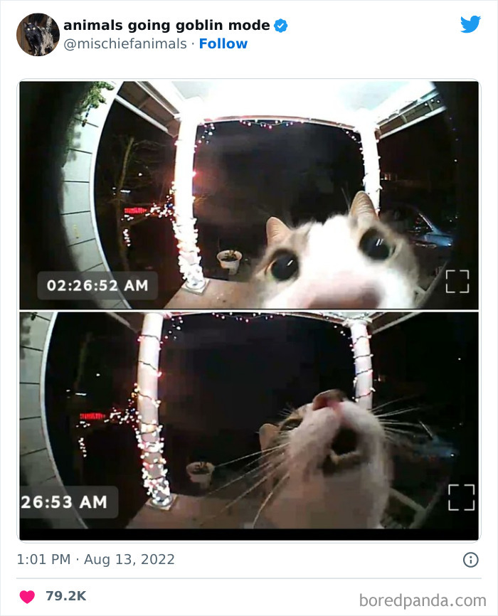 50 Times Animals Acted So Hilariously Devious, They Ended Up Being Shared On The “Animals Going Goblin Mode” Twitter Account (New Pics) 50 Times Animals Acted So Hilariously Devious, They Ended Up Being Shared On The “Animals Going Goblin Mode” Twitter Account (New Pics)