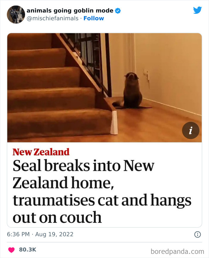 50 Times Animals Acted So Hilariously Devious, They Ended Up Being Shared On The “Animals Going Goblin Mode” Twitter Account (New Pics) 50 Times Animals Acted So Hilariously Devious, They Ended Up Being Shared On The “Animals Going Goblin Mode” Twitter Account (New Pics)