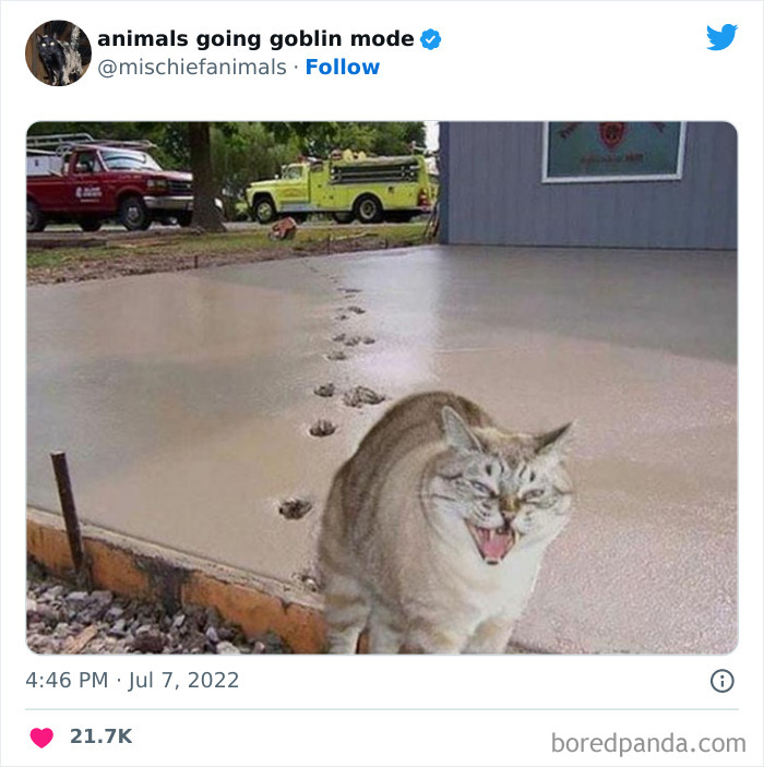 50 Times Animals Acted So Hilariously Devious, They Ended Up Being Shared On The “Animals Going Goblin Mode” Twitter Account (New Pics) 50 Times Animals Acted So Hilariously Devious, They Ended Up Being Shared On The “Animals Going Goblin Mode” Twitter Account (New Pics)