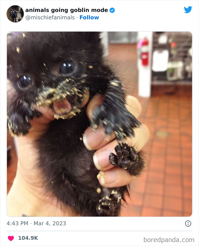 50 Times Animals Acted So Hilariously Devious, They Ended Up Being Shared On The “Animals Going Goblin Mode” Twitter Account (New Pics) 50 Times Animals Acted So Hilariously Devious, They Ended Up Being Shared On The “Animals Going Goblin Mode” Twitter Account (New Pics)