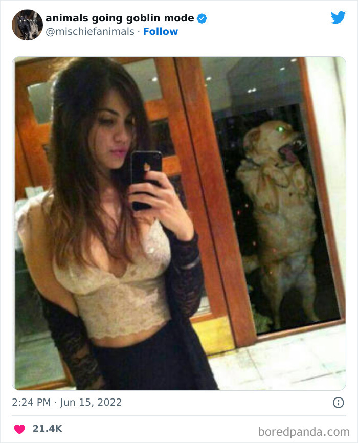 50 Times Animals Acted So Hilariously Devious, They Ended Up Being Shared On The “Animals Going Goblin Mode” Twitter Account (New Pics) 50 Times Animals Acted So Hilariously Devious, They Ended Up Being Shared On The “Animals Going Goblin Mode” Twitter Account (New Pics)