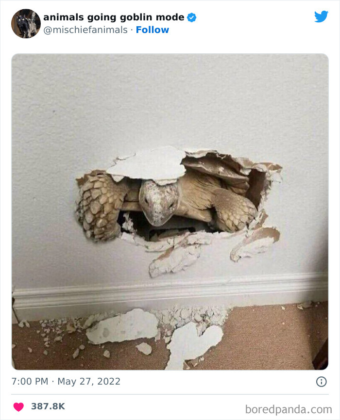 50 Times Animals Acted So Hilariously Devious, They Ended Up Being Shared On The “Animals Going Goblin Mode” Twitter Account (New Pics) 50 Times Animals Acted So Hilariously Devious, They Ended Up Being Shared On The “Animals Going Goblin Mode” Twitter Account (New Pics)