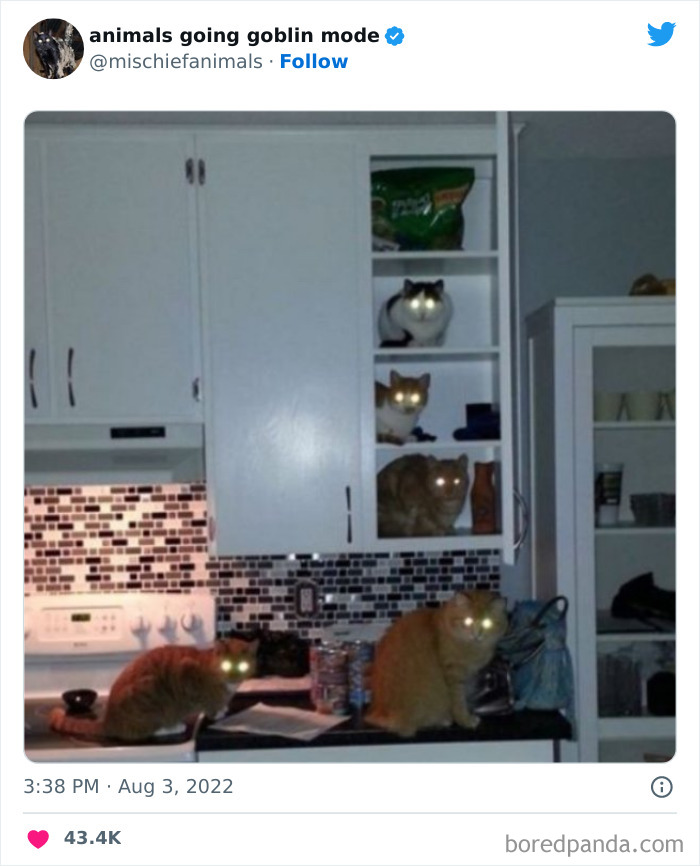 50 Times Animals Acted So Hilariously Devious, They Ended Up Being Shared On The “Animals Going Goblin Mode” Twitter Account (New Pics) 50 Times Animals Acted So Hilariously Devious, They Ended Up Being Shared On The “Animals Going Goblin Mode” Twitter Account (New Pics)