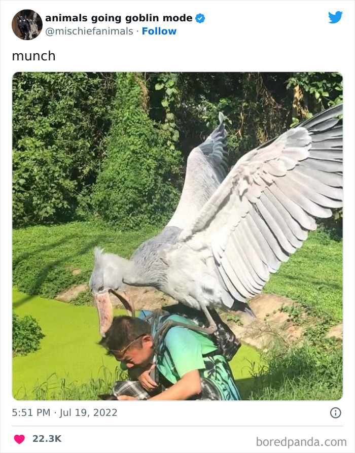 50 Times Animals Acted So Hilariously Devious, They Ended Up Being Shared On The “Animals Going Goblin Mode” Twitter Account (New Pics) 50 Times Animals Acted So Hilariously Devious, They Ended Up Being Shared On The “Animals Going Goblin Mode” Twitter Account (New Pics)