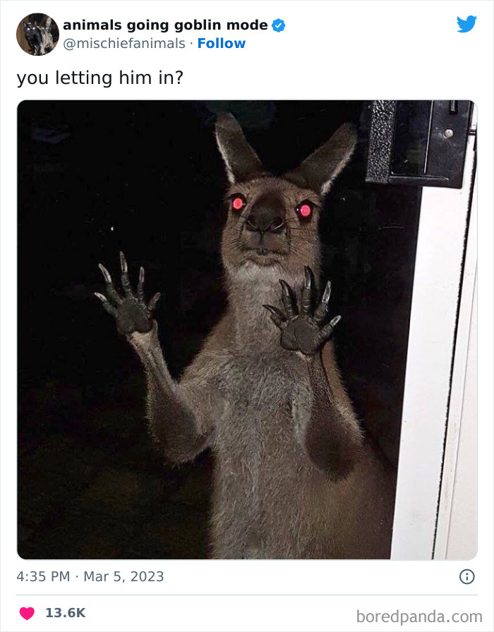 50 Times Animals Acted So Hilariously Devious, They Ended Up Being Shared On The “Animals Going Goblin Mode” Twitter Account (New Pics) 50 Times Animals Acted So Hilariously Devious, They Ended Up Being Shared On The “Animals Going Goblin Mode” Twitter Account (New Pics)