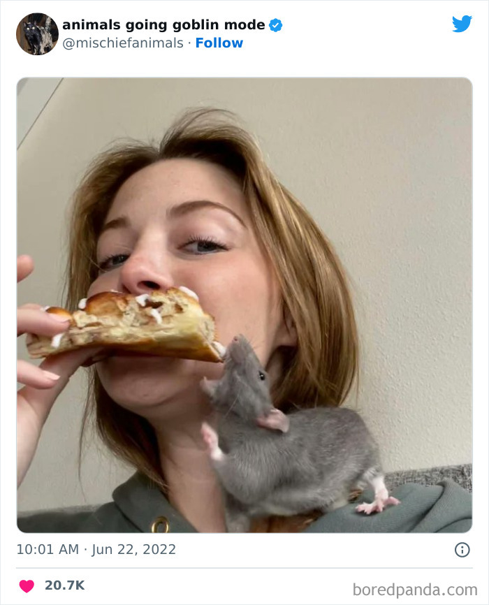 50 Times Animals Acted So Hilariously Devious, They Ended Up Being Shared On The “Animals Going Goblin Mode” Twitter Account (New Pics) 50 Times Animals Acted So Hilariously Devious, They Ended Up Being Shared On The “Animals Going Goblin Mode” Twitter Account (New Pics)