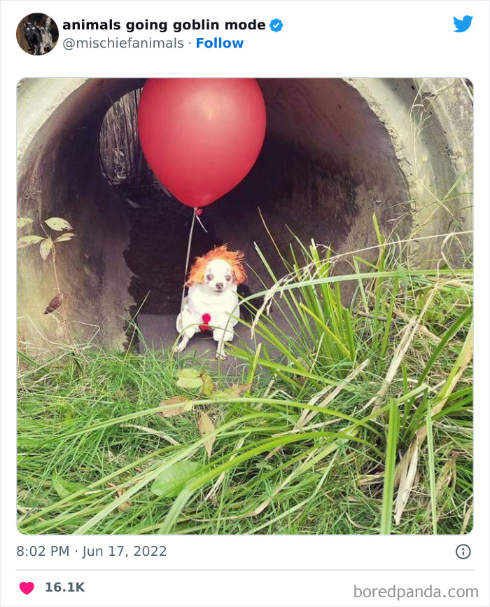 50 Times Animals Acted So Hilariously Devious, They Ended Up Being Shared On The “Animals Going Goblin Mode” Twitter Account (New Pics) 50 Times Animals Acted So Hilariously Devious, They Ended Up Being Shared On The “Animals Going Goblin Mode” Twitter Account (New Pics)