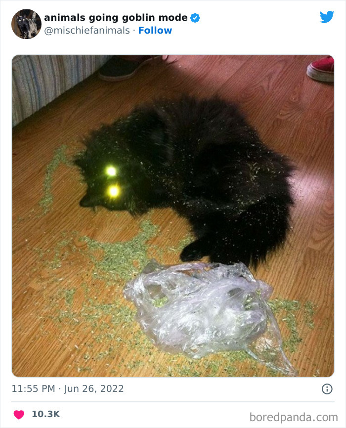 50 Times Animals Acted So Hilariously Devious, They Ended Up Being Shared On The “Animals Going Goblin Mode” Twitter Account (New Pics) 50 Times Animals Acted So Hilariously Devious, They Ended Up Being Shared On The “Animals Going Goblin Mode” Twitter Account (New Pics)
