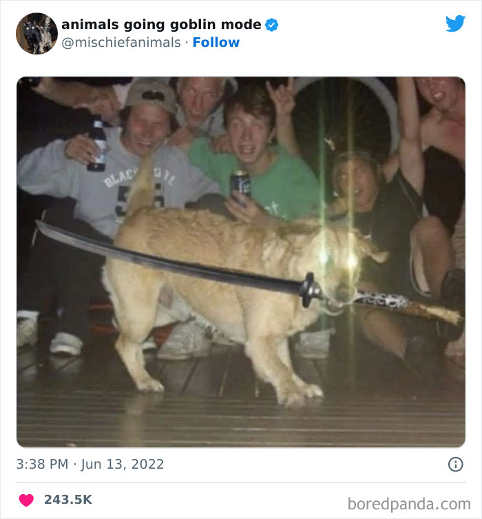 50 Times Animals Acted So Hilariously Devious, They Ended Up Being Shared On The “Animals Going Goblin Mode” Twitter Account (New Pics) 50 Times Animals Acted So Hilariously Devious, They Ended Up Being Shared On The “Animals Going Goblin Mode” Twitter Account (New Pics)