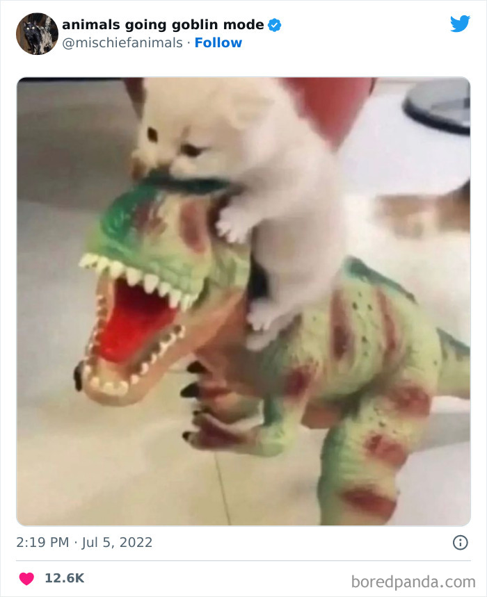 50 Times Animals Acted So Hilariously Devious, They Ended Up Being Shared On The “Animals Going Goblin Mode” Twitter Account (New Pics) 50 Times Animals Acted So Hilariously Devious, They Ended Up Being Shared On The “Animals Going Goblin Mode” Twitter Account (New Pics)