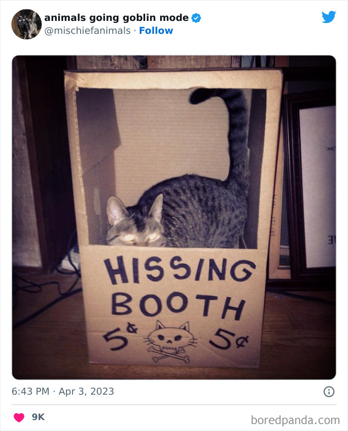 50 Times Animals Acted So Hilariously Devious, They Ended Up Being Shared On The “Animals Going Goblin Mode” Twitter Account (New Pics) 50 Times Animals Acted So Hilariously Devious, They Ended Up Being Shared On The “Animals Going Goblin Mode” Twitter Account (New Pics)