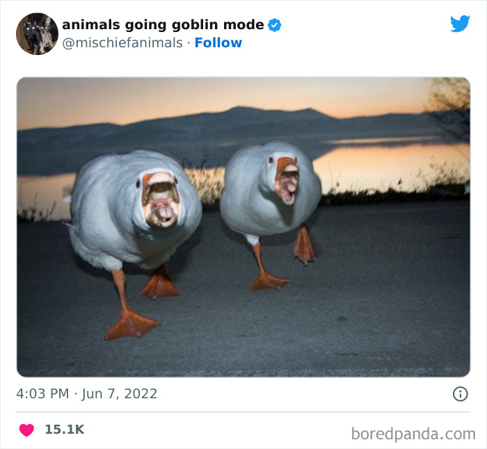 50 Times Animals Acted So Hilariously Devious, They Ended Up Being Shared On The “Animals Going Goblin Mode” Twitter Account (New Pics) 50 Times Animals Acted So Hilariously Devious, They Ended Up Being Shared On The “Animals Going Goblin Mode” Twitter Account (New Pics)