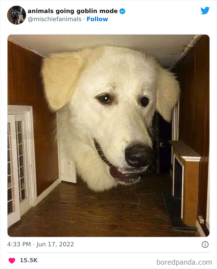 50 Times Animals Acted So Hilariously Devious, They Ended Up Being Shared On The “Animals Going Goblin Mode” Twitter Account (New Pics) 50 Times Animals Acted So Hilariously Devious, They Ended Up Being Shared On The “Animals Going Goblin Mode” Twitter Account (New Pics)