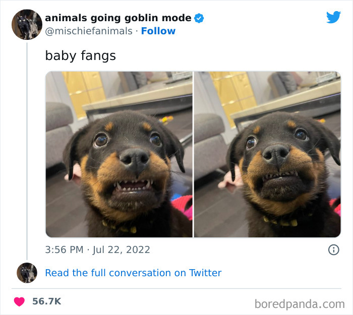 50 Times Animals Acted So Hilariously Devious, They Ended Up Being Shared On The “Animals Going Goblin Mode” Twitter Account (New Pics) 50 Times Animals Acted So Hilariously Devious, They Ended Up Being Shared On The “Animals Going Goblin Mode” Twitter Account (New Pics)