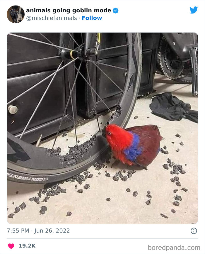 50 Times Animals Acted So Hilariously Devious, They Ended Up Being Shared On The “Animals Going Goblin Mode” Twitter Account (New Pics) 50 Times Animals Acted So Hilariously Devious, They Ended Up Being Shared On The “Animals Going Goblin Mode” Twitter Account (New Pics)