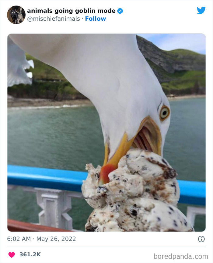 50 Times Animals Acted So Hilariously Devious, They Ended Up Being Shared On The “Animals Going Goblin Mode” Twitter Account (New Pics) 50 Times Animals Acted So Hilariously Devious, They Ended Up Being Shared On The “Animals Going Goblin Mode” Twitter Account (New Pics)