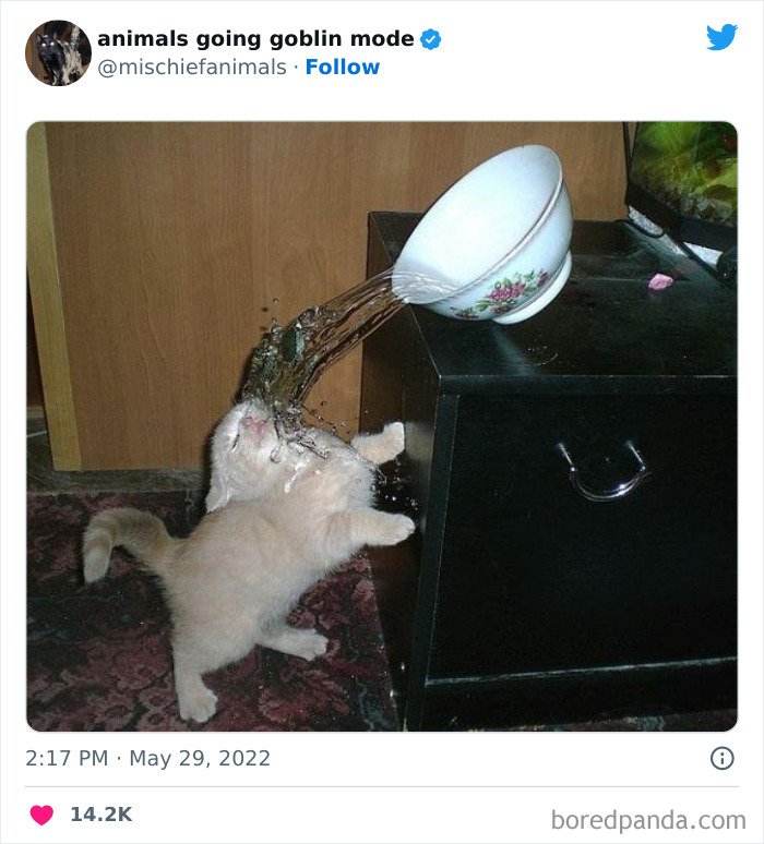 50 Times Animals Acted So Hilariously Devious, They Ended Up Being Shared On The “Animals Going Goblin Mode” Twitter Account (New Pics) 50 Times Animals Acted So Hilariously Devious, They Ended Up Being Shared On The “Animals Going Goblin Mode” Twitter Account (New Pics)