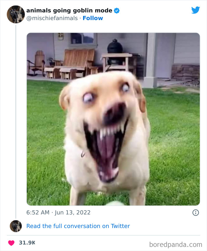 50 Times Animals Acted So Hilariously Devious, They Ended Up Being Shared On The “Animals Going Goblin Mode” Twitter Account (New Pics) 50 Times Animals Acted So Hilariously Devious, They Ended Up Being Shared On The “Animals Going Goblin Mode” Twitter Account (New Pics)