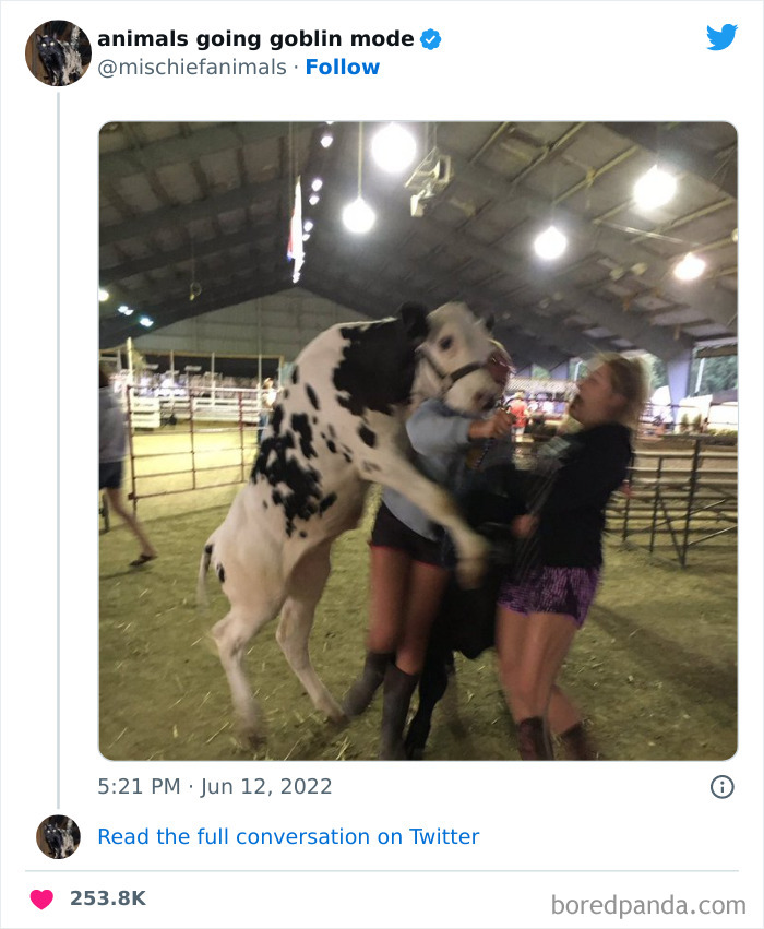 50 Times Animals Acted So Hilariously Devious, They Ended Up Being Shared On The “Animals Going Goblin Mode” Twitter Account (New Pics) 50 Times Animals Acted So Hilariously Devious, They Ended Up Being Shared On The “Animals Going Goblin Mode” Twitter Account (New Pics)