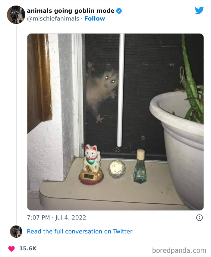 50 Times Animals Acted So Hilariously Devious, They Ended Up Being Shared On The “Animals Going Goblin Mode” Twitter Account (New Pics) 50 Times Animals Acted So Hilariously Devious, They Ended Up Being Shared On The “Animals Going Goblin Mode” Twitter Account (New Pics)