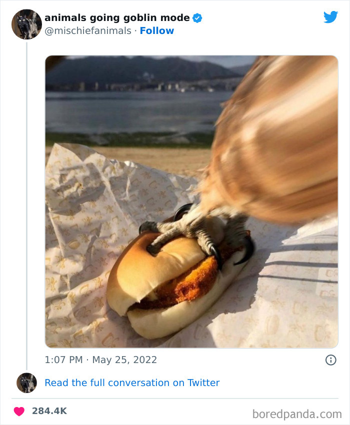 50 Times Animals Acted So Hilariously Devious, They Ended Up Being Shared On The “Animals Going Goblin Mode” Twitter Account (New Pics) 50 Times Animals Acted So Hilariously Devious, They Ended Up Being Shared On The “Animals Going Goblin Mode” Twitter Account (New Pics)