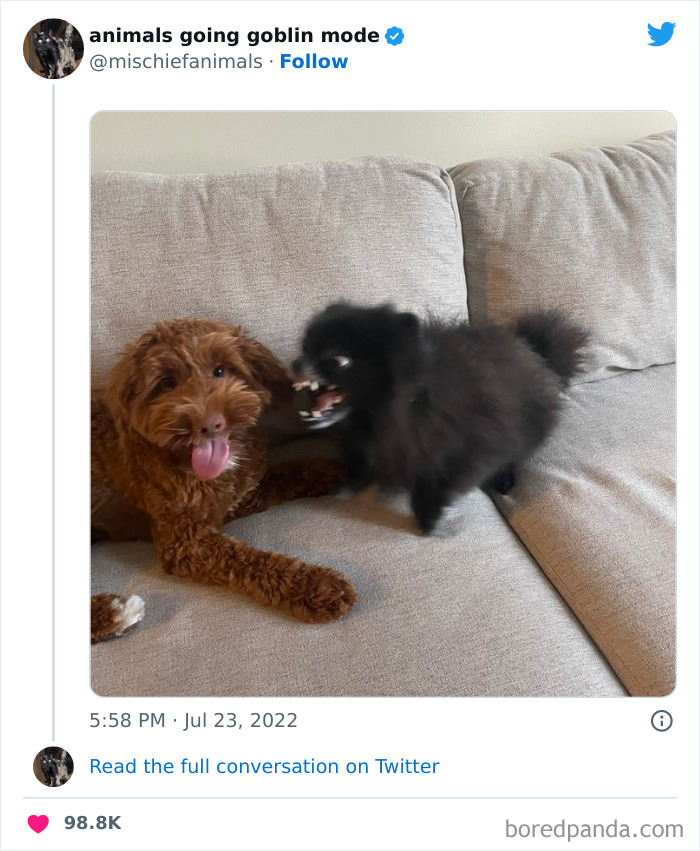 50 Times Animals Acted So Hilariously Devious, They Ended Up Being Shared On The “Animals Going Goblin Mode” Twitter Account (New Pics) 50 Times Animals Acted So Hilariously Devious, They Ended Up Being Shared On The “Animals Going Goblin Mode” Twitter Account (New Pics)