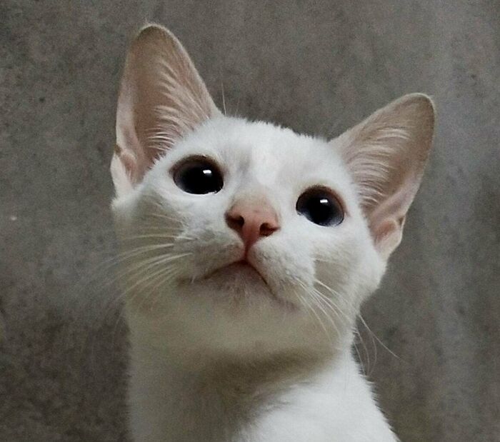 86 Cute White Cats Who Hide Their Real Intentions Behind Their Beautiful Looks 86 Cute White Cats Who Hide Their Real Intentions Behind Their Beautiful Looks