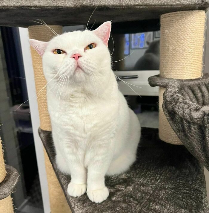 86 Cute White Cats Who Hide Their Real Intentions Behind Their Beautiful Looks 86 Cute White Cats Who Hide Their Real Intentions Behind Their Beautiful Looks