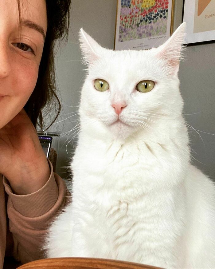 86 Cute White Cats Who Hide Their Real Intentions Behind Their Beautiful Looks 86 Cute White Cats Who Hide Their Real Intentions Behind Their Beautiful Looks