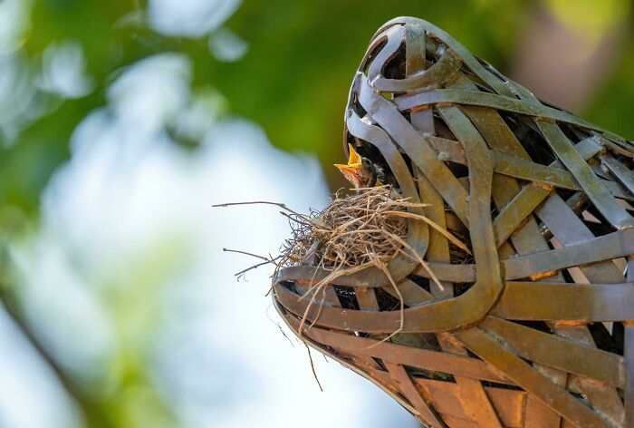 “Bird Made Its Nest In My Mop”: 50 People Share Pictures Of Nests In The Most Random Places (New Pics) “Bird Made Its Nest In My Mop”: 50 People Share Pictures Of Nests In The Most Random Places (New Pics)