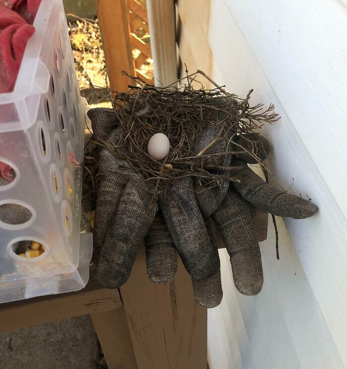 “Bird Made Its Nest In My Mop”: 50 People Share Pictures Of Nests In The Most Random Places (New Pics) “Bird Made Its Nest In My Mop”: 50 People Share Pictures Of Nests In The Most Random Places (New Pics)