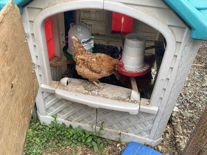 Hey Pandas, Share Your Bird Set Up (Closed) Hey Pandas, Share Your Bird Set Up (Closed)