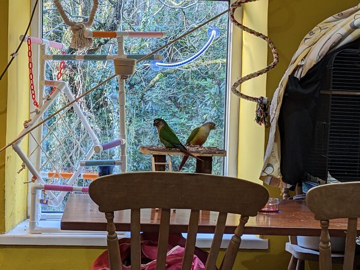 Hey Pandas, Share Your Bird Set Up (Closed) Hey Pandas, Share Your Bird Set Up (Closed)