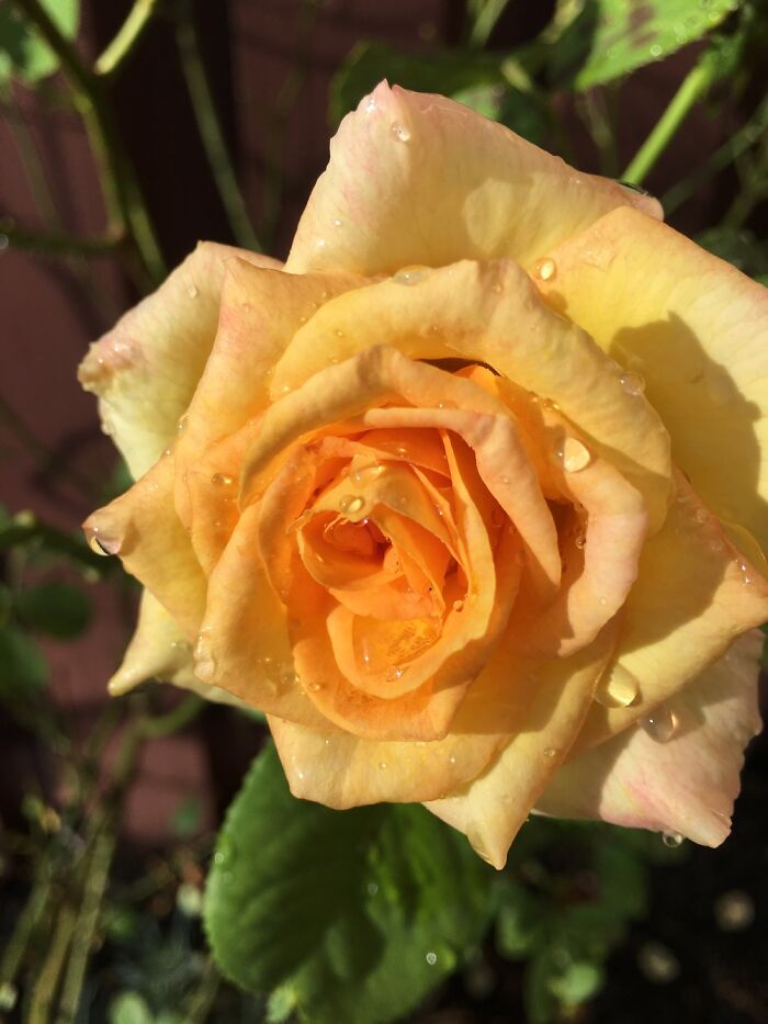 15 Of The Best Unprofessional Photos Of Flowers I Took