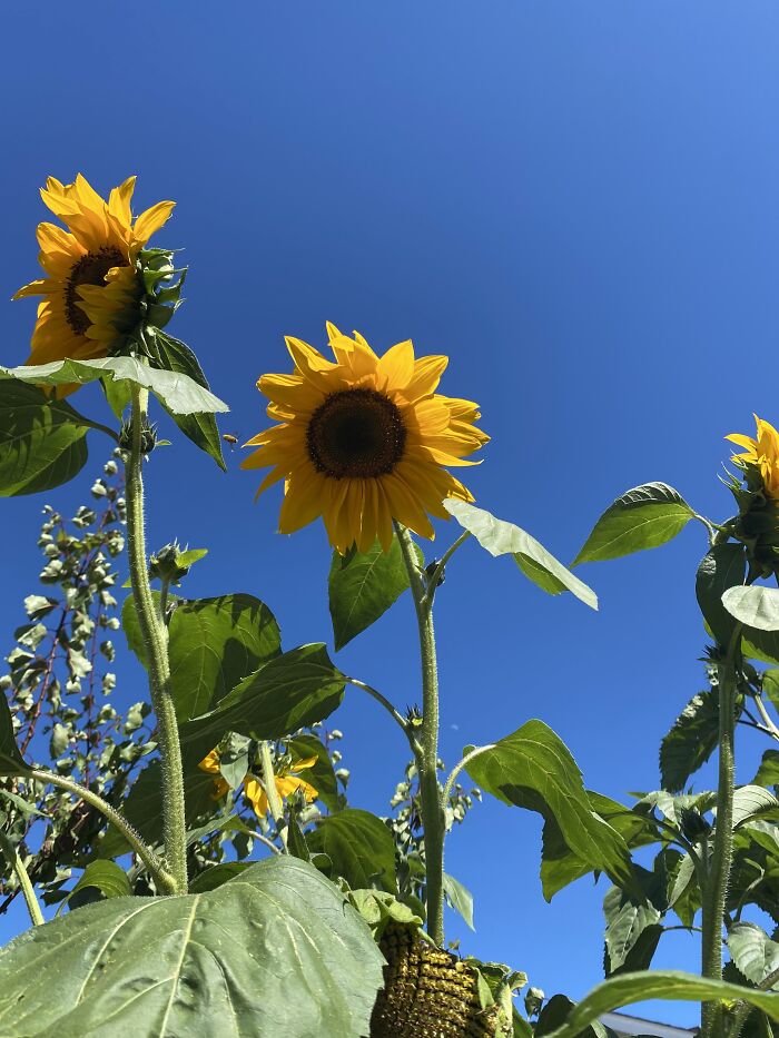 15 Of The Best Unprofessional Photos Of Flowers I Took