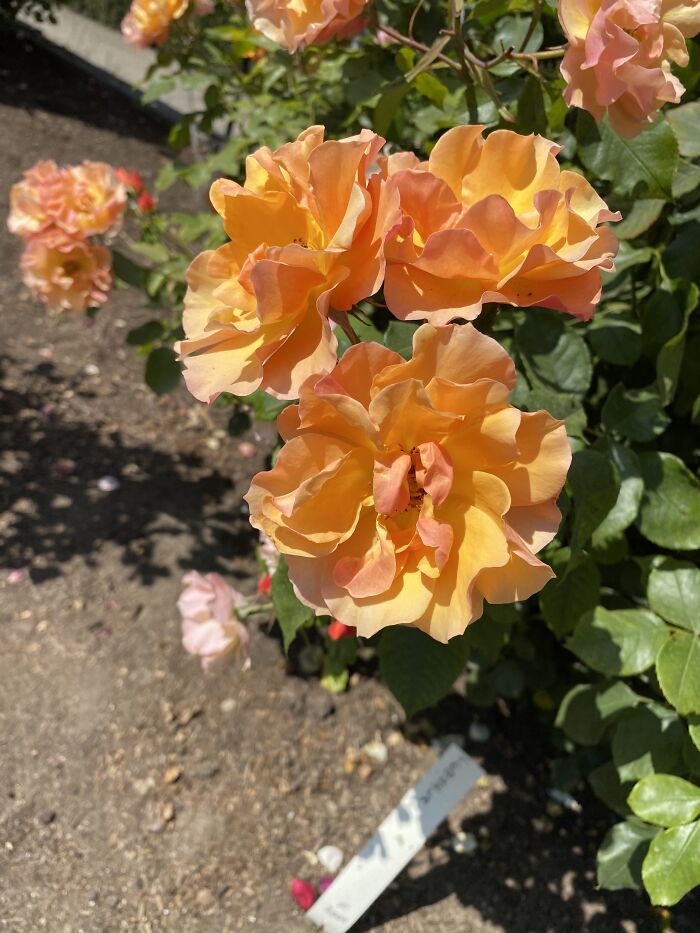 15 Of The Best Unprofessional Photos Of Flowers I Took