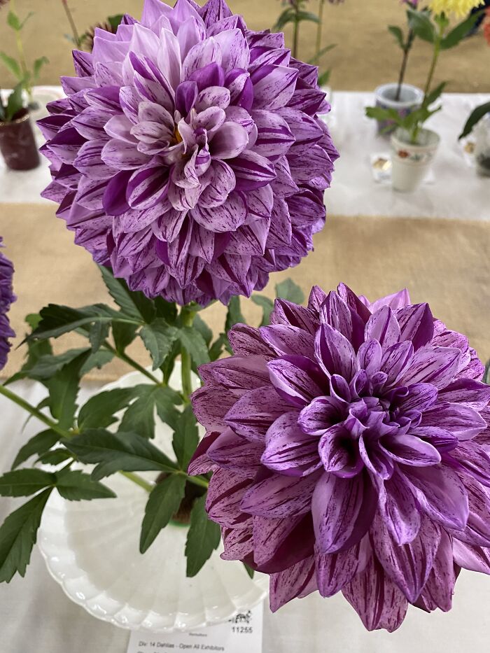 15 Of The Best Unprofessional Photos Of Flowers I Took