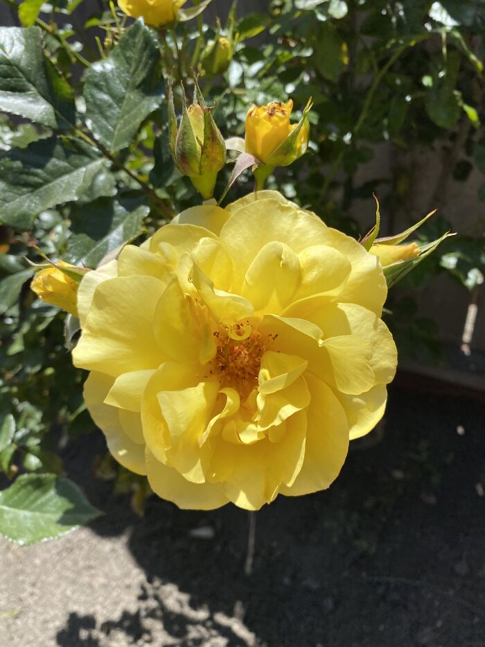 15 Of The Best Unprofessional Photos Of Flowers I Took