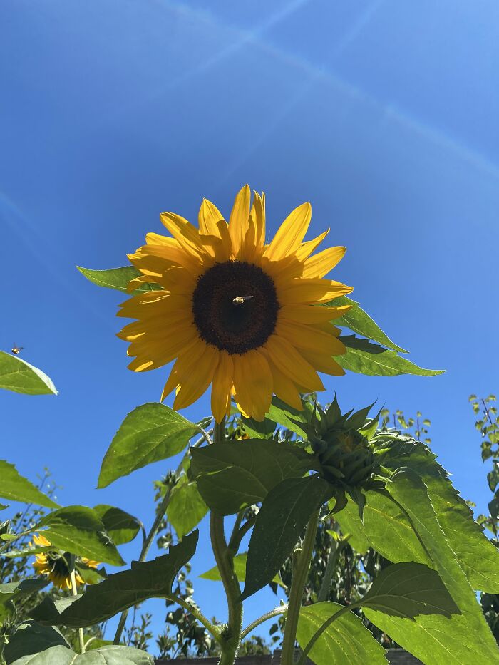 15 Of The Best Unprofessional Photos Of Flowers I Took