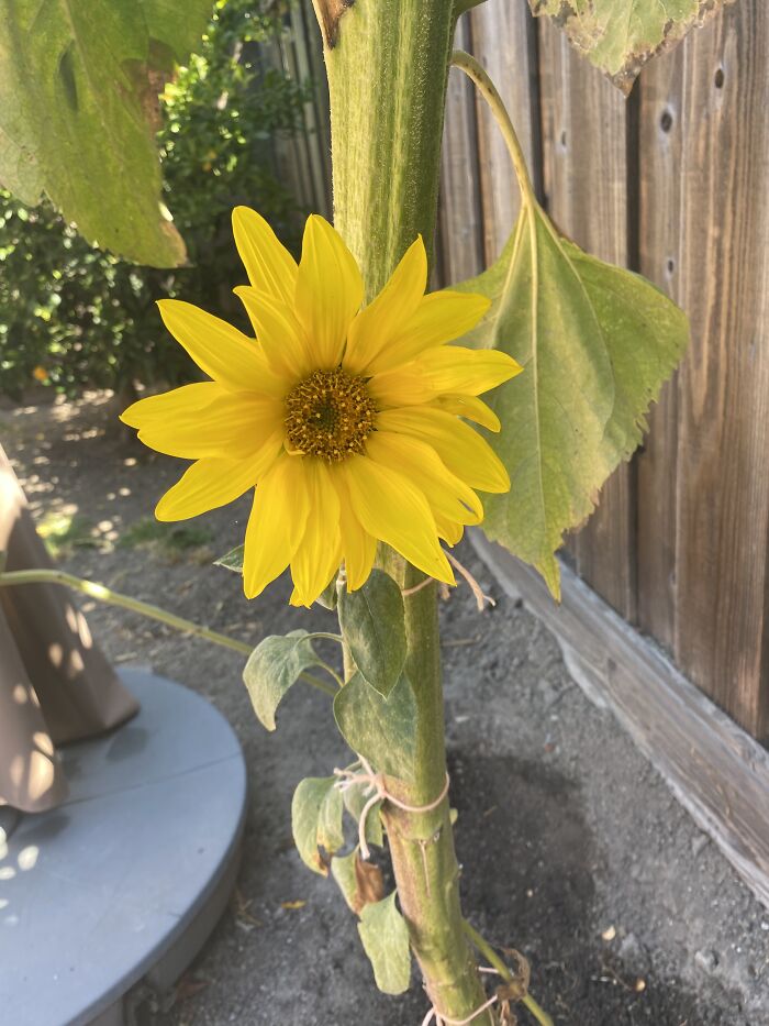 15 Of The Best Unprofessional Photos Of Flowers I Took