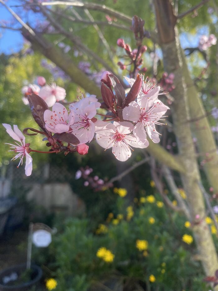 15 Of The Best Unprofessional Photos Of Flowers I Took