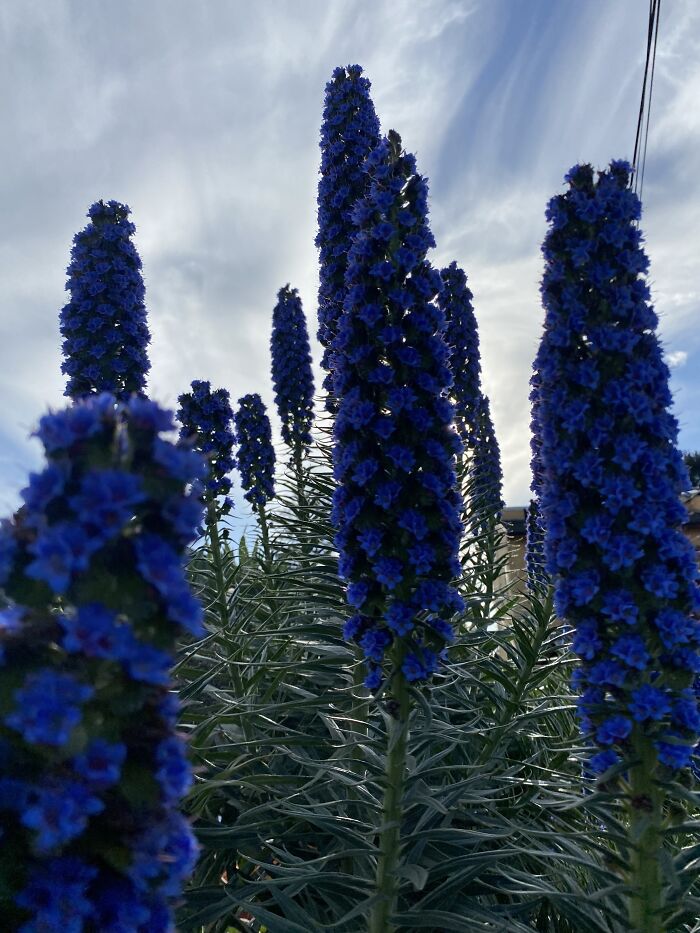 15 Of The Best Unprofessional Photos Of Flowers I Took