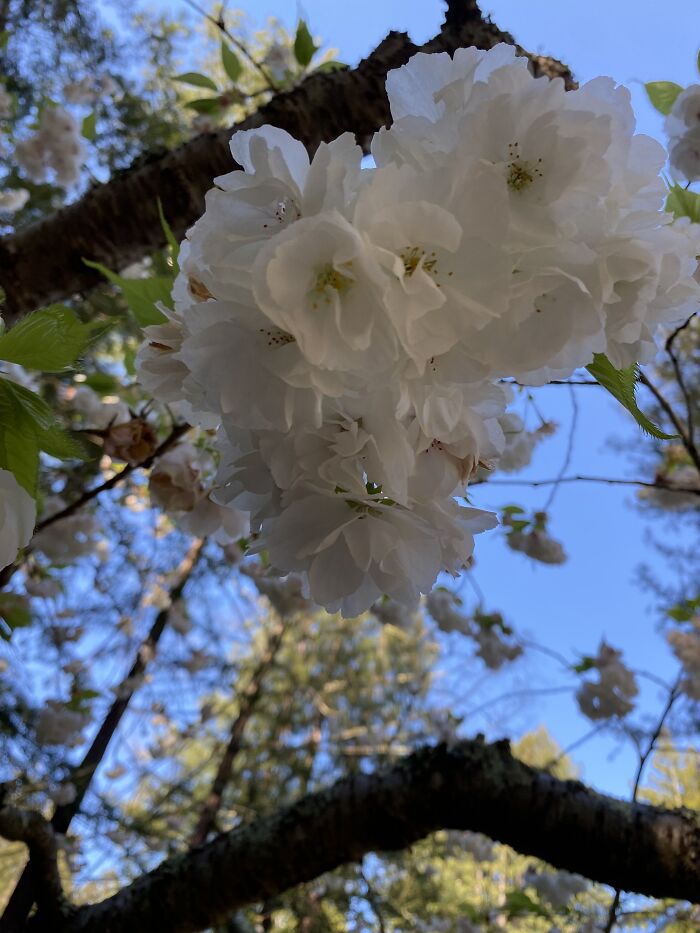 15 Of The Best Unprofessional Photos Of Flowers I Took