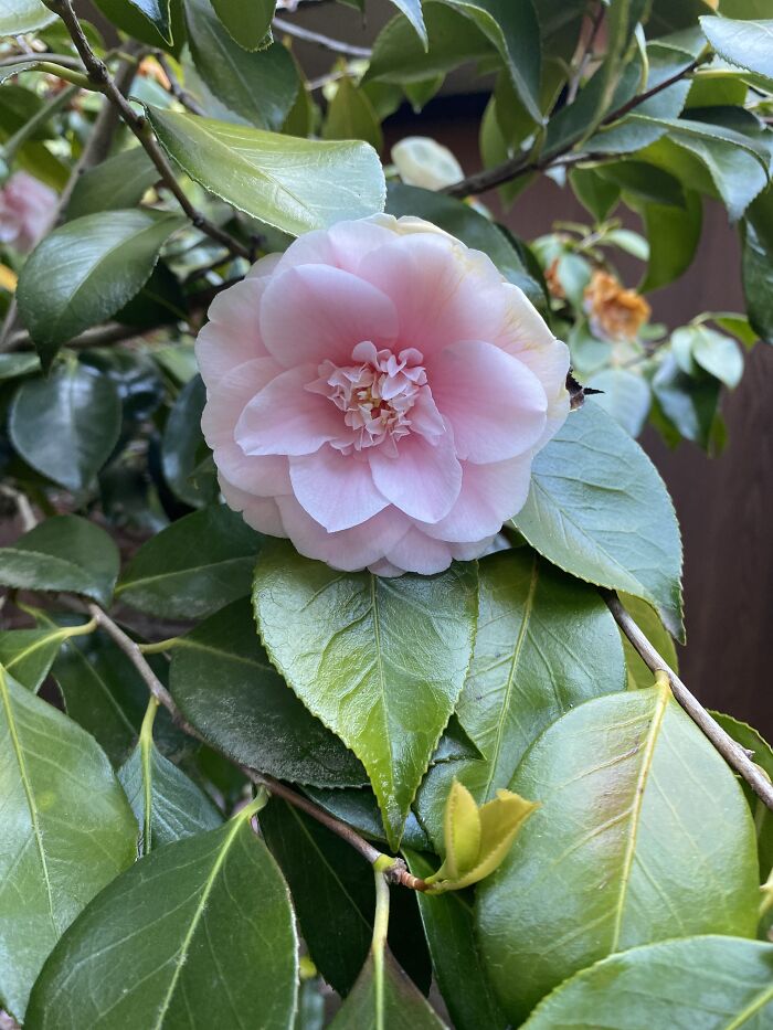 15 Of The Best Unprofessional Photos Of Flowers I Took