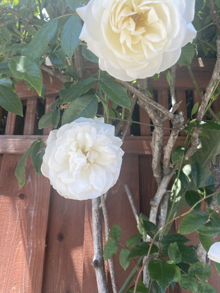 15 Of The Best Unprofessional Photos Of Flowers I Took