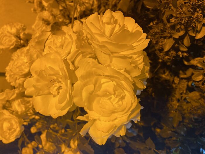 15 Of The Best Unprofessional Photos Of Flowers I Took